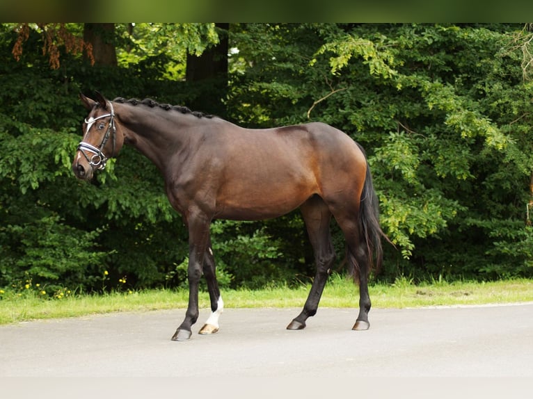 Baden Wuerttemberg Mare 3 years 16,2 hh Bay-Dark in Gleichen
