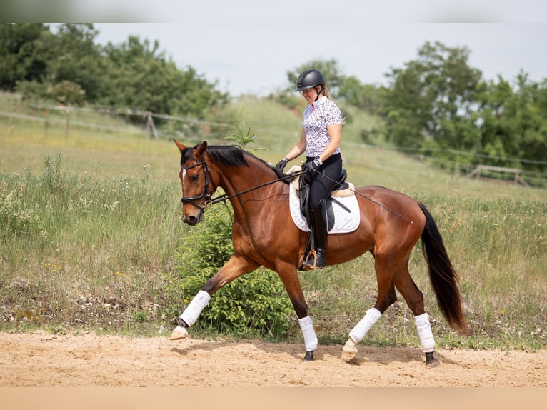 Baden Wuerttemberg Mare 3 years 16,2 hh Brown in Kirchheim am Ries