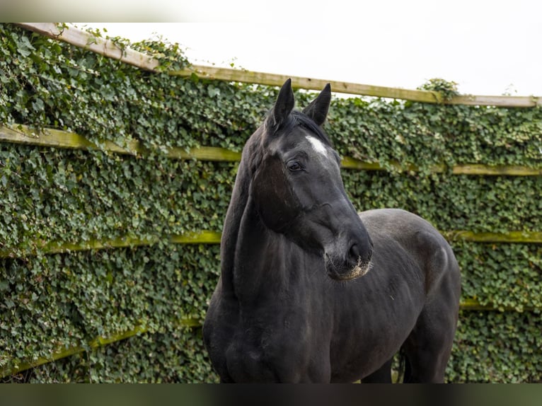 Baden Wuerttemberg Mare 3 years 16,2 hh Smoky-Black in Waddinxveen