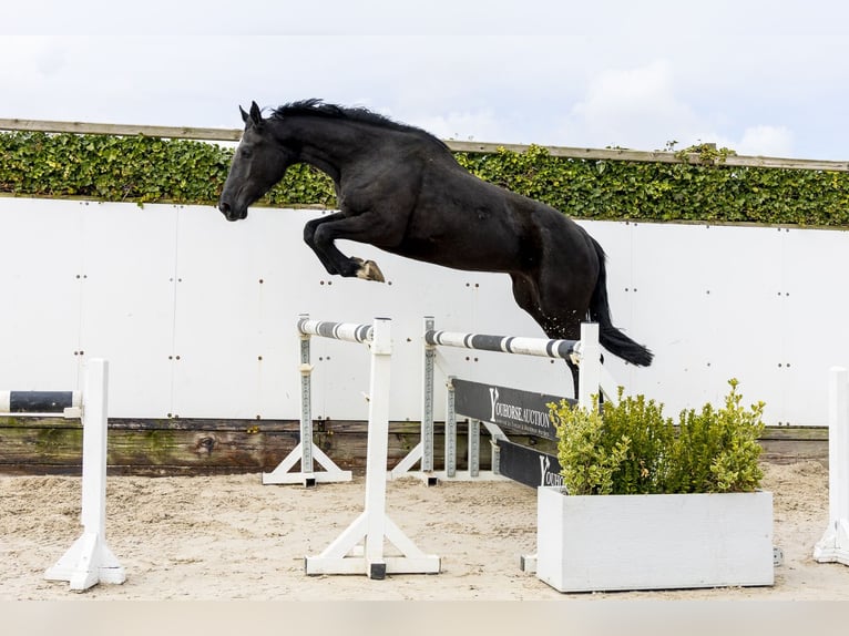 Baden Wuerttemberg Mare 3 years 16,2 hh Smoky-Black in Waddinxveen