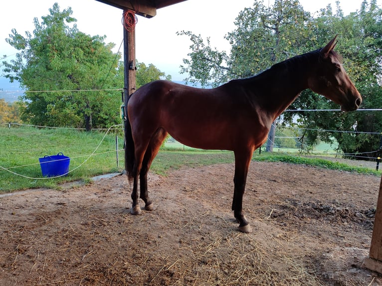 Baden Wuerttemberg Mare 3 years Brown in Küssaberg