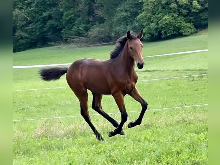 Baden Wuerttemberg Mare 3 years Brown in Küssaberg