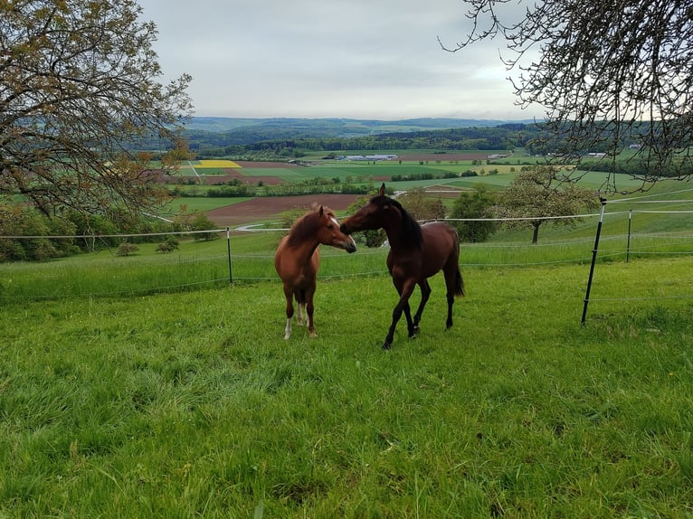 Baden Wuerttemberg Mare 3 years Brown in Küssaberg