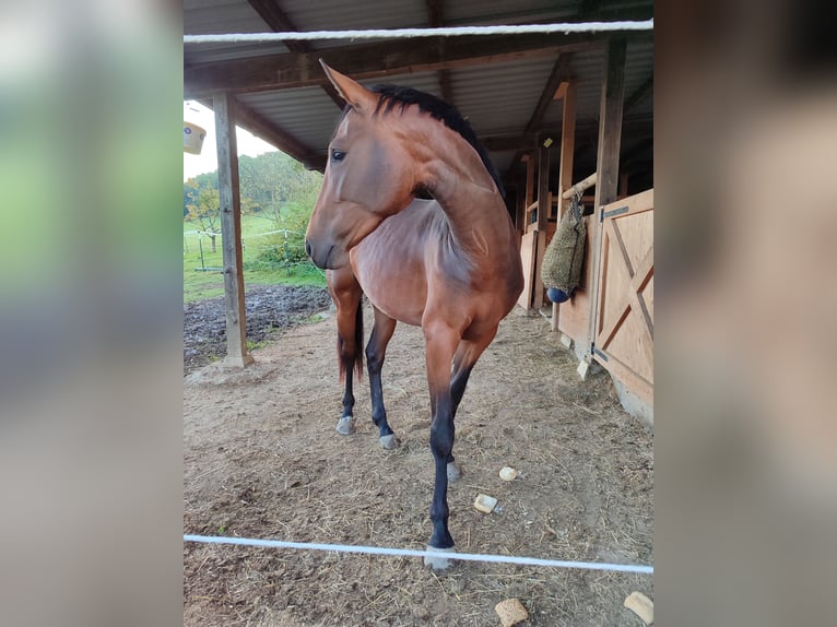 Baden Wuerttemberg Mare 3 years Brown in Küssaberg