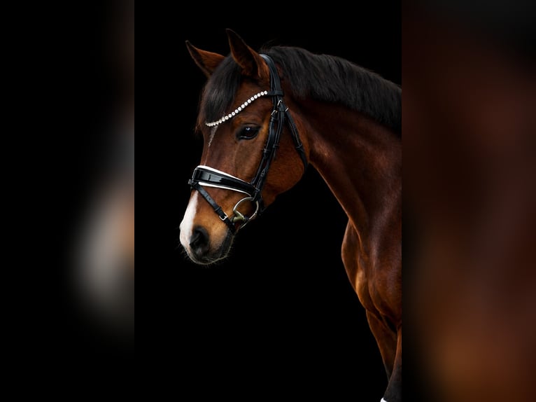 Baden Wuerttemberg Mare 4 years 15.3 hh Brown in Trochtelfingen