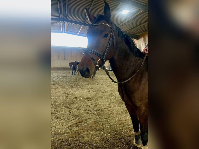 Baden Wuerttemberg Mare 4 years 15,1 hh Bay-Dark in Neuried
