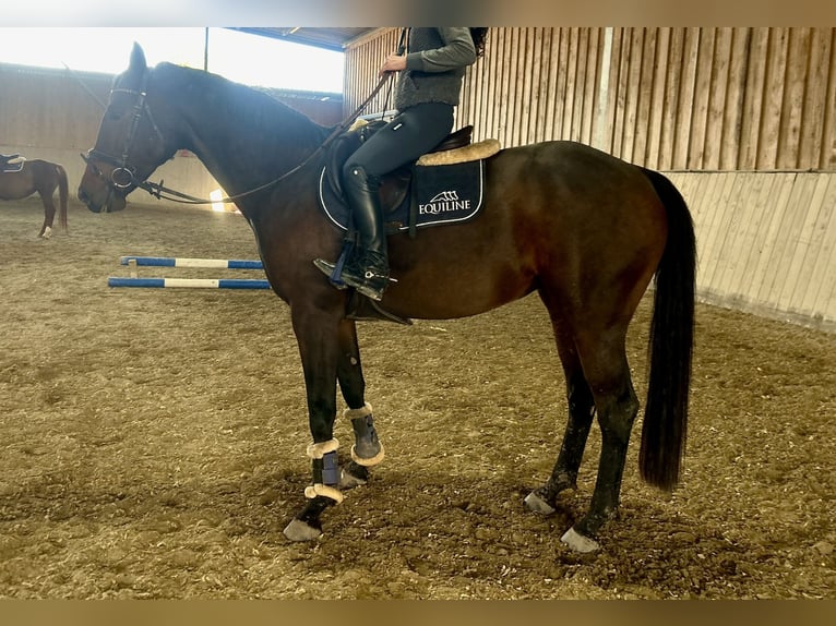 Baden Wuerttemberg Mare 4 years 15,1 hh Bay-Dark in Neuried