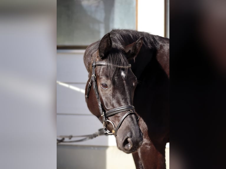 Baden Wuerttemberg Mare 4 years 16,1 hh Black in Neuburg an der Kammel