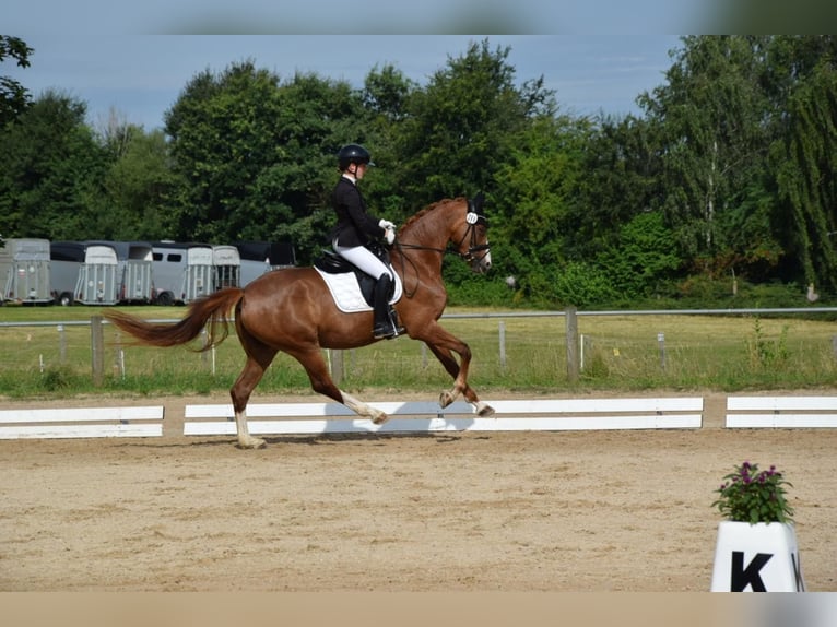 Baden Wuerttemberg Mare 4 years 16,1 hh in InzigkofenInzigkofen