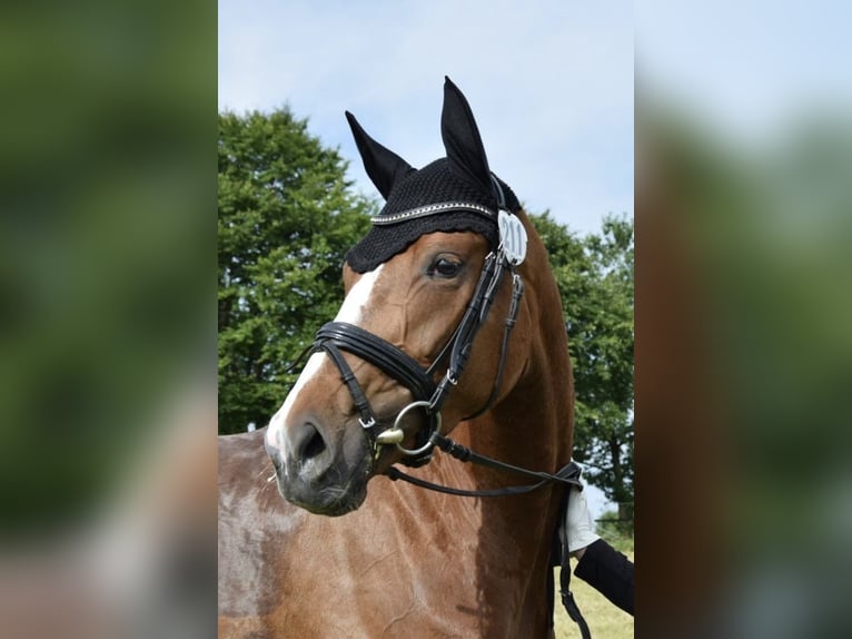 Baden Wuerttemberg Mare 4 years 16,1 hh in InzigkofenInzigkofen