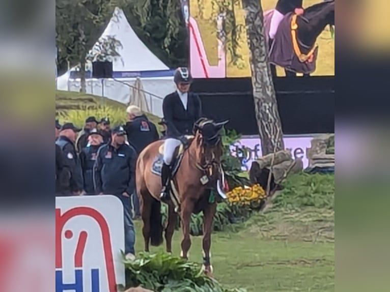 Baden Wuerttemberg Mare 4 years 16,2 hh Chestnut-Red in Kupferzell