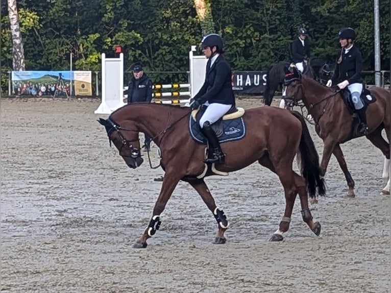 Baden Wuerttemberg Mare 4 years 16,2 hh Chestnut-Red in Kupferzell