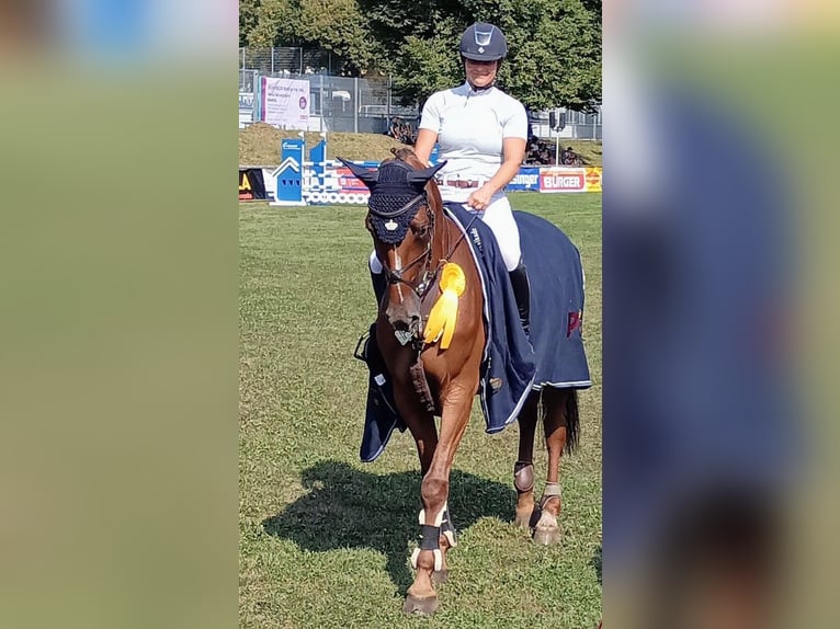 Baden Wuerttemberg Mare 4 years 16,2 hh Chestnut-Red in Kupferzell