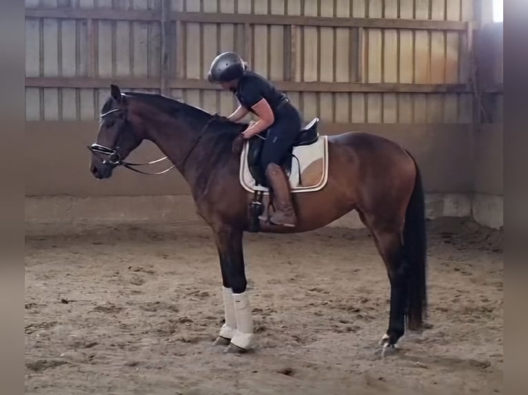 Baden Wuerttemberg Mare 4 years 16,3 hh Brown in Eberdingen