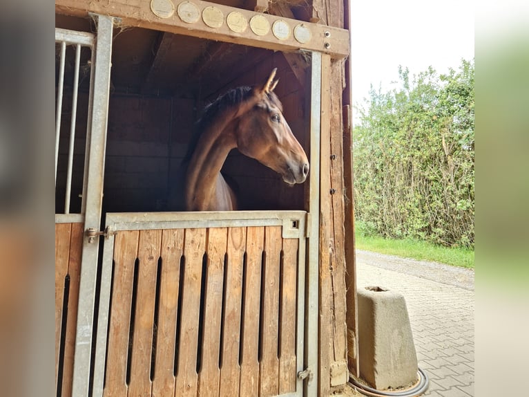 Baden Wuerttemberg Mare 4 years 16,3 hh Brown in Eberdingen