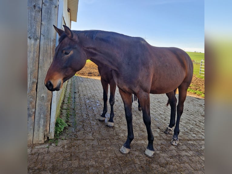 Baden Wuerttemberg Mare 4 years 16,3 hh Brown in Eberdingen