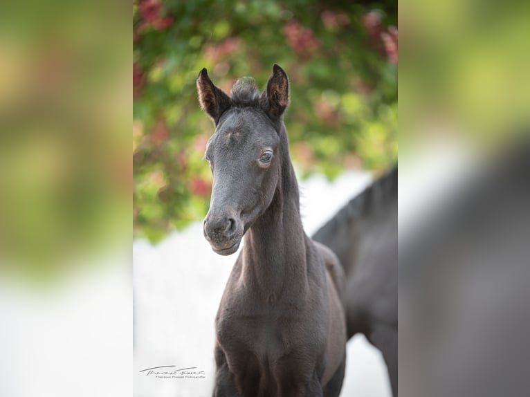 Baden Wuerttemberg Mare 4 years 16 hh Bay-Dark in Jagstzell