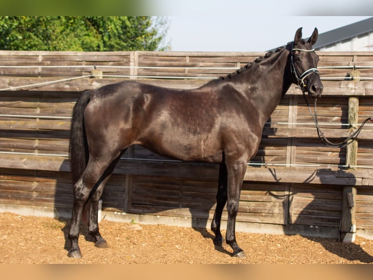 Baden Wuerttemberg Mare 4 years 16 hh Bay-Dark in Jagstzell