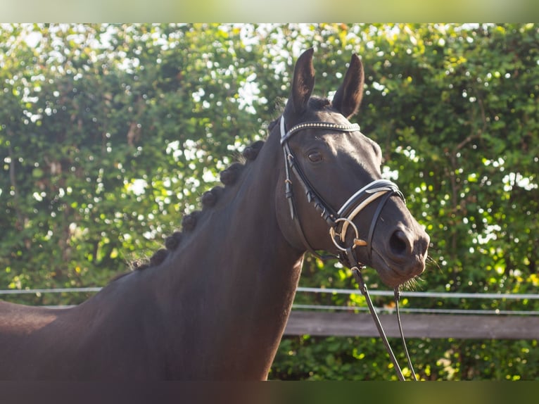 Baden Wuerttemberg Mare 4 years 16 hh Bay-Dark in Jagstzell