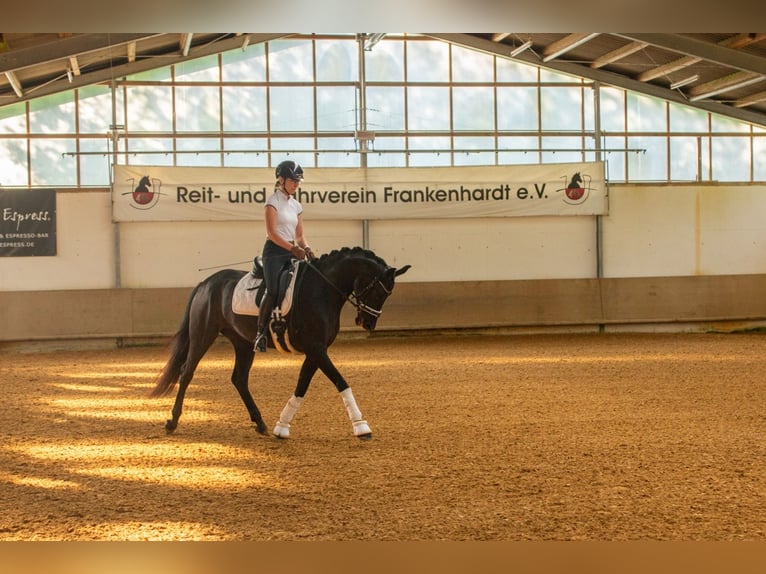 Baden Wuerttemberg Mare 4 years 16 hh Bay-Dark in Jagstzell