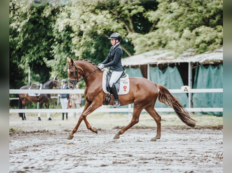 Baden Wuerttemberg Mare 4 years 16,1 hh Chestnut in Eppelheim