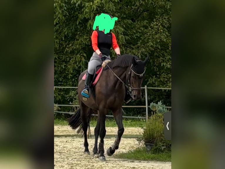 Baden Wuerttemberg Mare 4 years 17 hh Brown in Radolfzell am Bodensee