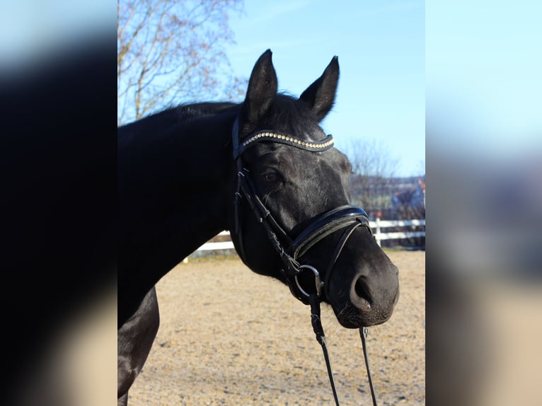 Baden Wuerttemberg Mare 5 years 16,1 hh Black in Neuburg-Edelstetten