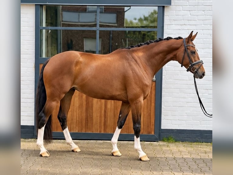Baden Wuerttemberg Mare 5 years 16.1 hh Brown in Münster