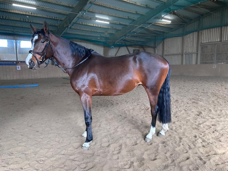 Baden Wuerttemberg Mare 5 years 16.1 hh Brown in Remseck am Neckar