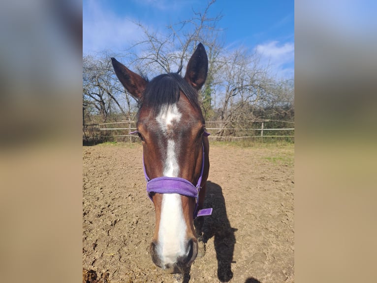 Baden Wuerttemberg Mare 5 years 16.1 hh Brown in Remseck am Neckar