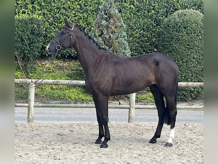 Baden Wuerttemberg Mare 5 years 16,1 hh Chestnut-Red in Lossy