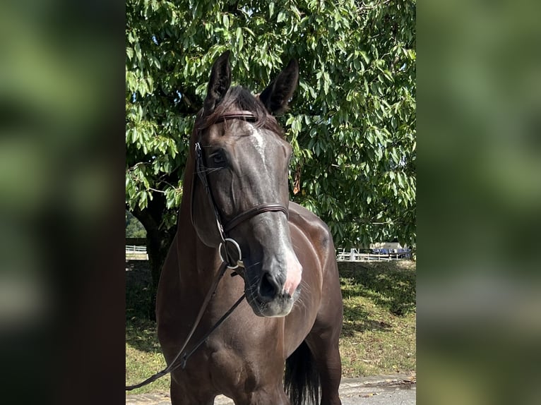 Baden Wuerttemberg Mare 5 years 16,1 hh Chestnut-Red in Lossy