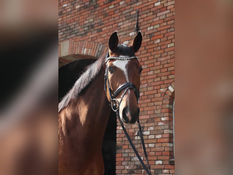 Baden Wuerttemberg Mare 5 years 16,2 hh Brown in Werne