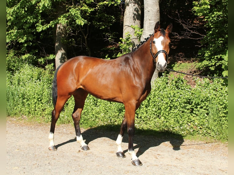 Baden Wuerttemberg Mare 5 years 16,2 hh Brown in Bad Waldsee