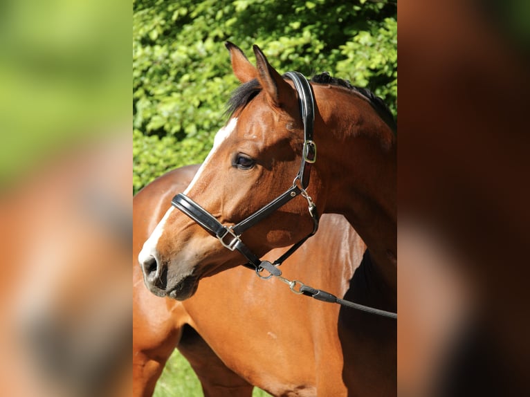 Baden Wuerttemberg Mare 5 years 16,2 hh Brown in Bad Waldsee