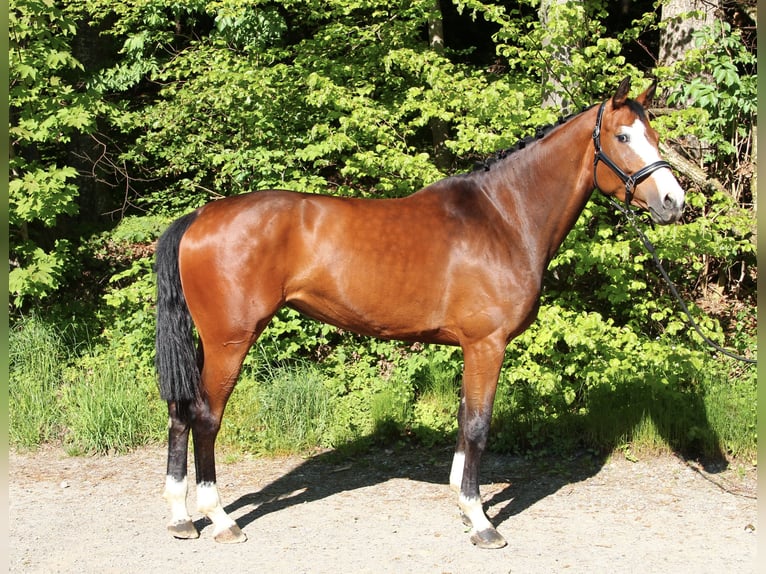 Baden Wuerttemberg Mare 5 years 16,2 hh Brown in Bad Waldsee