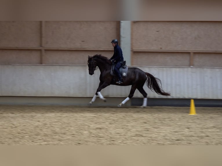 Baden Wuerttemberg Mare 5 years 16,2 hh Chestnut in Rot an der Rot