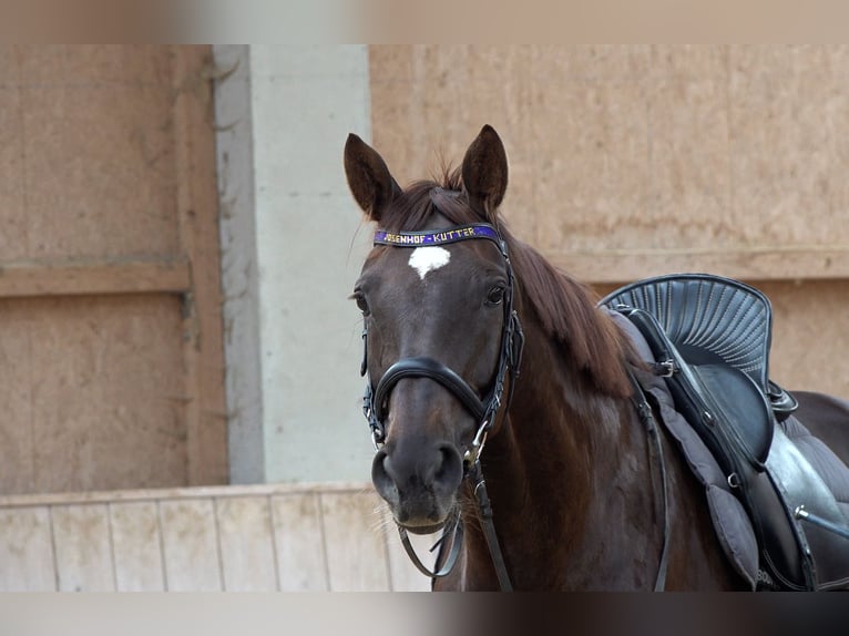 Baden Wuerttemberg Mare 5 years 16,2 hh Chestnut in Rot an der Rot