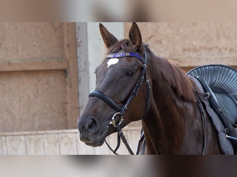 Baden Wuerttemberg Mare 5 years 16,2 hh Chestnut in Rot an der Rot