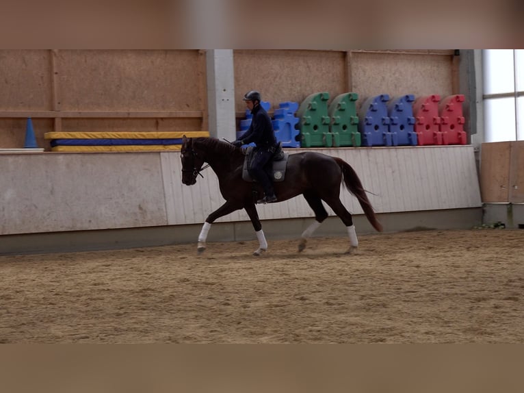 Baden Wuerttemberg Mare 5 years 16,2 hh Chestnut in Rot an der Rot