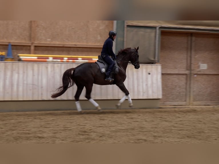 Baden Wuerttemberg Mare 5 years 16,2 hh Chestnut in Rot an der Rot