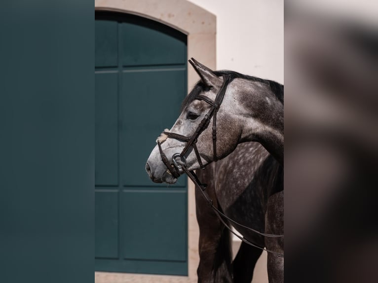 Baden Wuerttemberg Mare 5 years 16.2 hh Grey-Dapple in Nürtingen