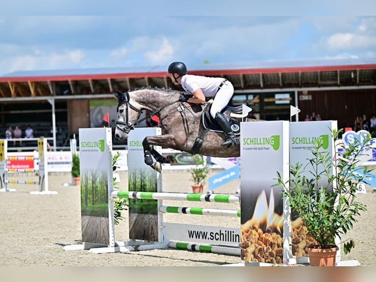 Baden Wuerttemberg Mare 5 years 16.2 hh Grey-Dapple in Nürtingen