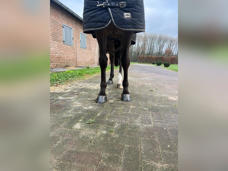 Baden Wuerttemberg Mare 5 years 16 hh in GROTE-BROGEL