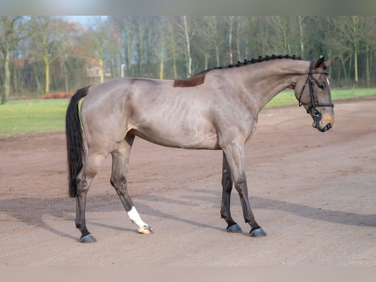 Baden Wuerttemberg Mare 5 years 16 hh in GROTE-BROGEL