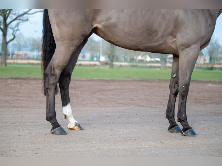 Baden Wuerttemberg Mare 5 years 16 hh in GROTE-BROGEL