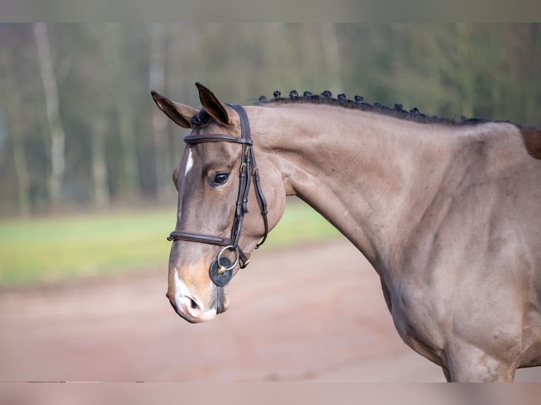 Baden Wuerttemberg Mare 5 years 16 hh in GROTE-BROGEL