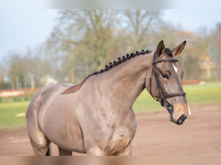 Baden Wuerttemberg Mare 5 years 16 hh in GROTE-BROGEL