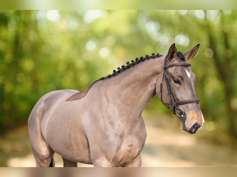 Baden Wuerttemberg Mare 5 years 16 hh in GROTE-BROGEL