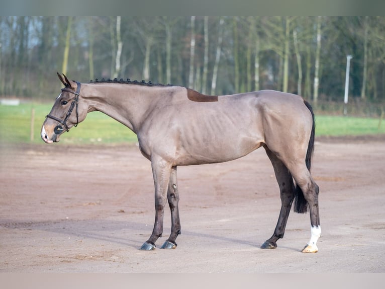 Baden Wuerttemberg Mare 5 years 16 hh in GROTE-BROGEL